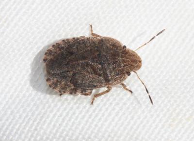  Sciocoris homalonotus Fieber, 1851