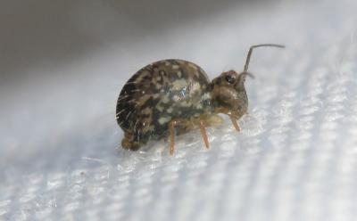  Sminthurus Latreille, 1802