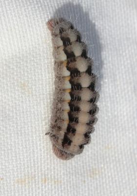 Zygène de l'Esparcette (La), Zygène de la Dorycnie Zygaena rhadamanthus (Esper, 1789)