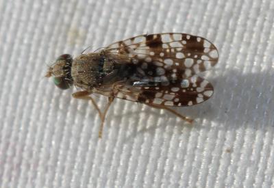  Tephritis matricariae (Loew, 1844)