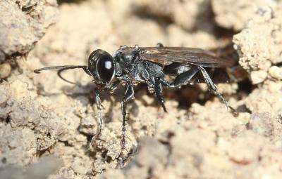  Pompilidae Latreille, 1805