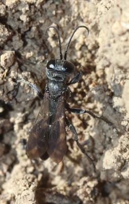  Pompilidae Latreille, 1805
