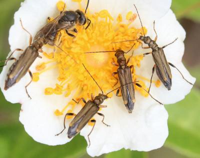  Oedemera barbara (Fabricius, 1792)