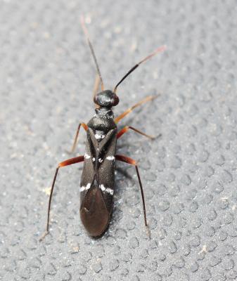  Globiceps sphaegiformis (Rossi, 1790)