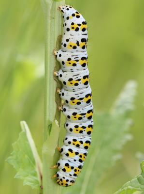 Brèche (La) Shargacucullia verbasci (Linnaeus, 1758)
