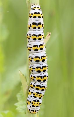 Brèche (La) Shargacucullia verbasci (Linnaeus, 1758)