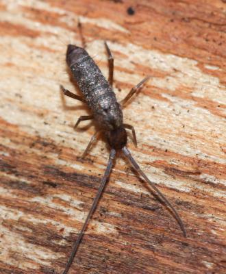  Pogonognathellus longicornis (Müller, 1776)