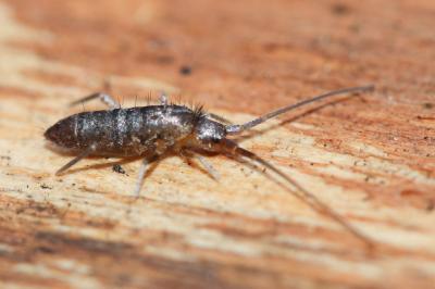  Pogonognathellus longicornis (Müller, 1776)