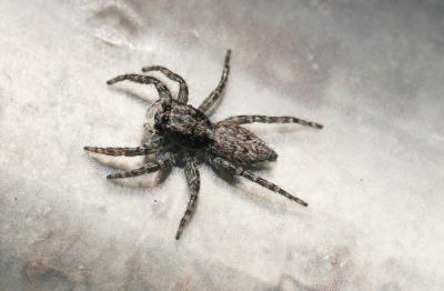  Menemerus taeniatus (L. Koch, 1867)