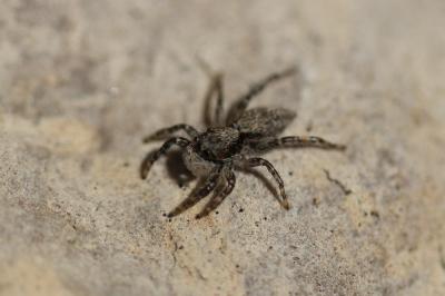  Menemerus taeniatus (L. Koch, 1867)