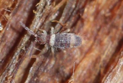  Entomobrya albocincta (Templeton, 1835)