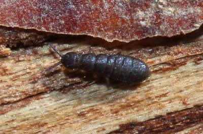  Anurophorus Nicolet, 1842