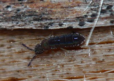  Vertagopus arboreus (Linnaeus, 1758)