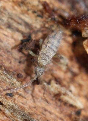  Entomobrya nivalis (Linnaeus, 1758)