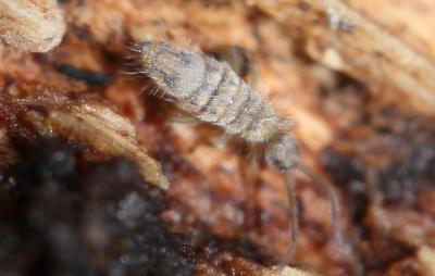  Entomobrya nivalis (Linnaeus, 1758)