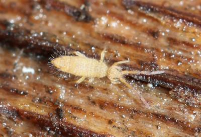  Entomobrya nicoleti (Lubbock, 1867)