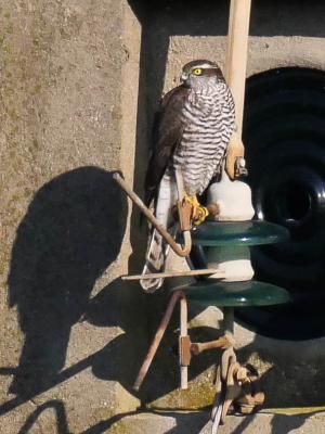 Épervier d'Europe Accipiter nisus (Linnaeus, 1758)