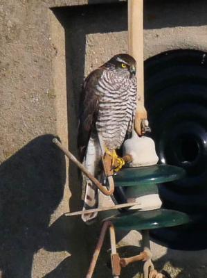 Épervier d'Europe Accipiter nisus (Linnaeus, 1758)