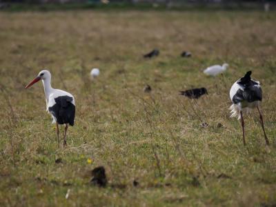 Cigogne blanche Ciconia ciconia (Linnaeus, 1758)