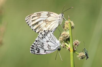 Echiquier ibérique (L'), Échiquier d'Ibérie (L') Melanargia lachesis (Hübner, 1790)