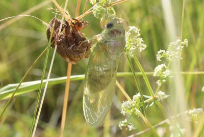 Cigale plébéienne (La), Grande Cigale commune (la) Lyristes plebejus (Scopoli, 1763)