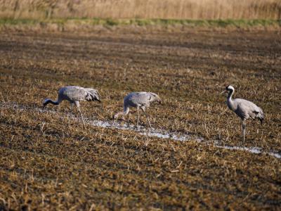 Grue cendrée Grus grus (Linnaeus, 1758)