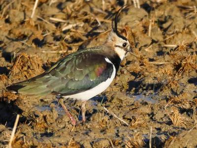 Vanneau huppé Vanellus vanellus (Linnaeus, 1758)