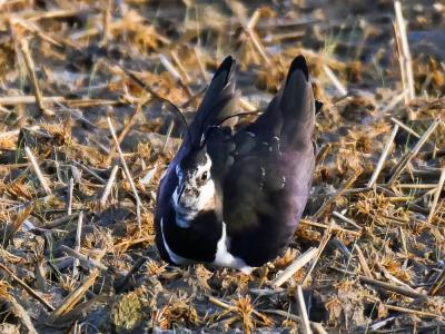 Vanneau huppé Vanellus vanellus (Linnaeus, 1758)
