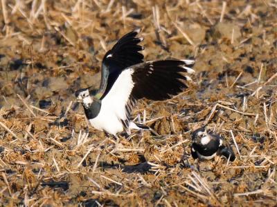 Vanneau huppé Vanellus vanellus (Linnaeus, 1758)