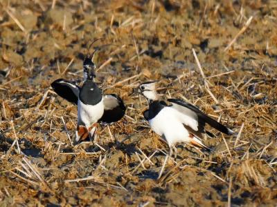 Vanneau huppé Vanellus vanellus (Linnaeus, 1758)