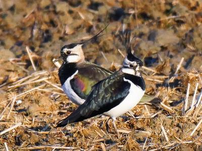 Vanneau huppé Vanellus vanellus (Linnaeus, 1758)