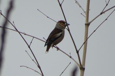 Grosbec casse-noyaux Coccothraustes coccothraustes (Linnaeus, 1758)