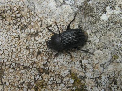  Allophylax picipes (Olivier, 1811)