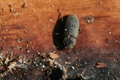  Gonocephalum granulatum meridionale (Küster, 1849)