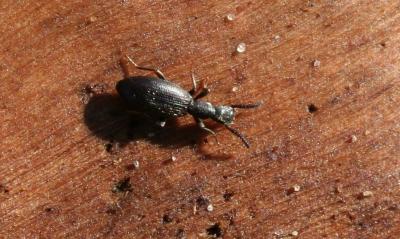  Dichillus minutus (Solier, 1838)
