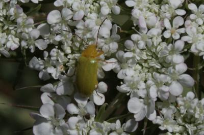  Cteniopus sulphureus (Linnaeus, 1758)