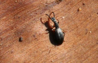  Dichillus minutus (Solier, 1838)
