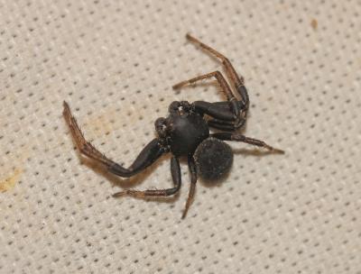 Xystique Xysticus 