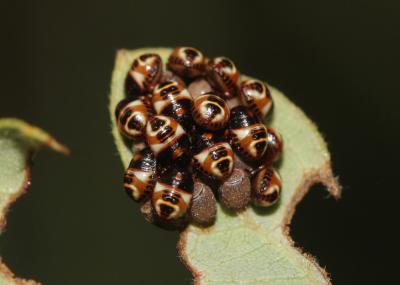  Carpocoris Kolenati, 1846