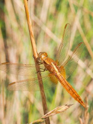 Crocothémis écarlate (Le) Crocothemis erythraea (Brullé, 1832)