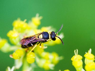  Hylaeus pictus (Smith, 1853)