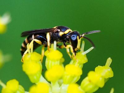  Hylaeus pictus (Smith, 1853)