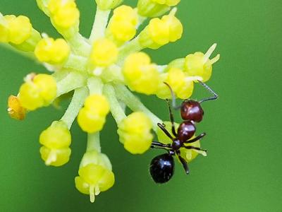  Camponotus lateralis (Olivier, 1792)