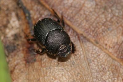  Onthophagus Latreille, 1802
