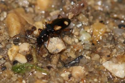  Bembidion genei Küster, 1847