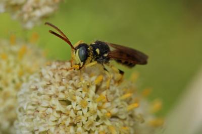  Cerceris flavilabris (Fabricius, 1793)