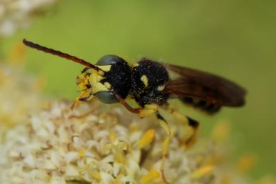  Cerceris flavilabris (Fabricius, 1793)