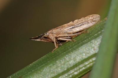  Eupelix cuspidata (Fabricius, 1775)