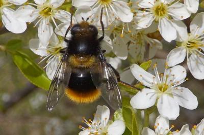  Mallota fuciformis (Fabricius, 1794)