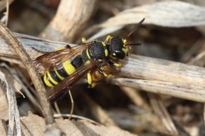  Cerceris quadricincta (Panzer, 1799)